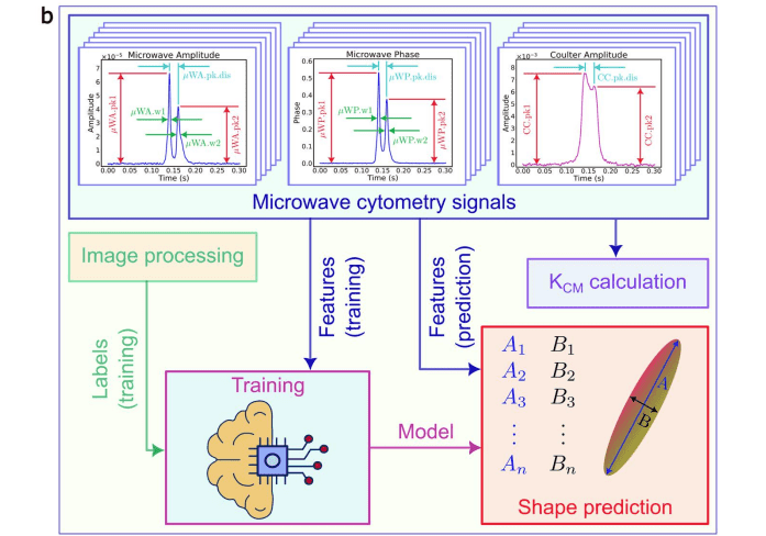 Microwave Cytometry with Machine Learning Enables Shape-Resolved Microplastic Detection, Overcoming 8% Geometry Limitations