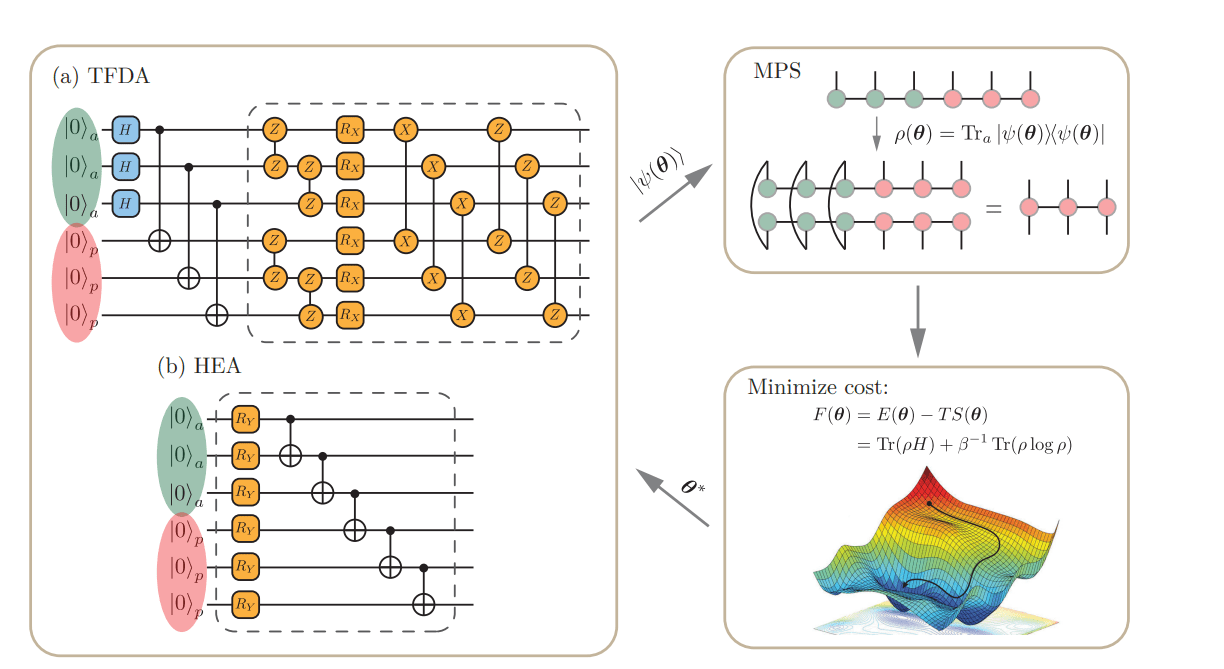Variational Framework Prepares Thermal States on Quantum Processors, Assisted by Matrix Product States for 1D and 2D Systems