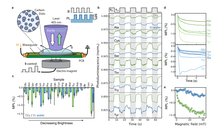 Carbon-based Quantum Dots Demonstrate up to 70% Spin-Dependent Photoluminescence Modulation