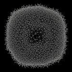 Universal Multifractality Demonstrates Stable Topological Anderson Insulator Phase Boundaries