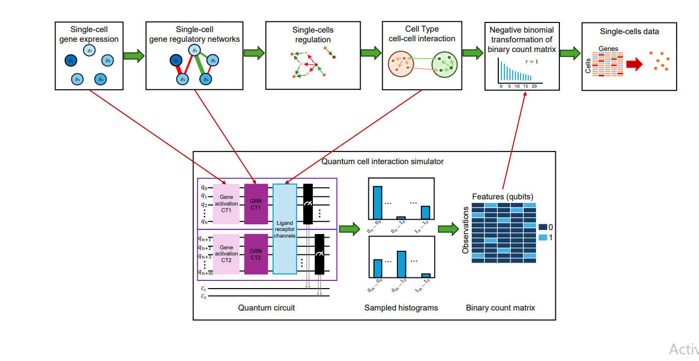 Quantum Framework Models Single-Cell Transcriptomes, Revealing 75-fold Enhanced Gene-Gene and Cell-Cell Interactions