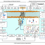 ADGRG1 receptor cleavage simulated with 54-qubit quantum processor