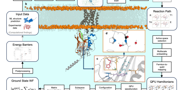 ADGRG1 receptor cleavage simulated with 54-qubit quantum processor