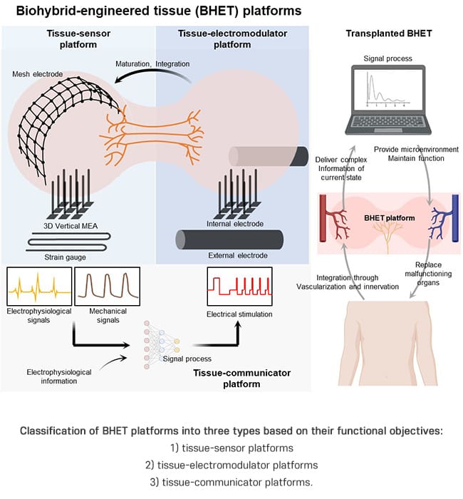 POSTECH Develops Smart Organs for Real-Time Monitoring and Control