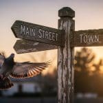 Birds Navigate Using Quantum Entanglement. Now We Know How