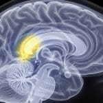 McGill University Study Reveals Hippocampus Predicts Rewards, Not Just Stores Memories