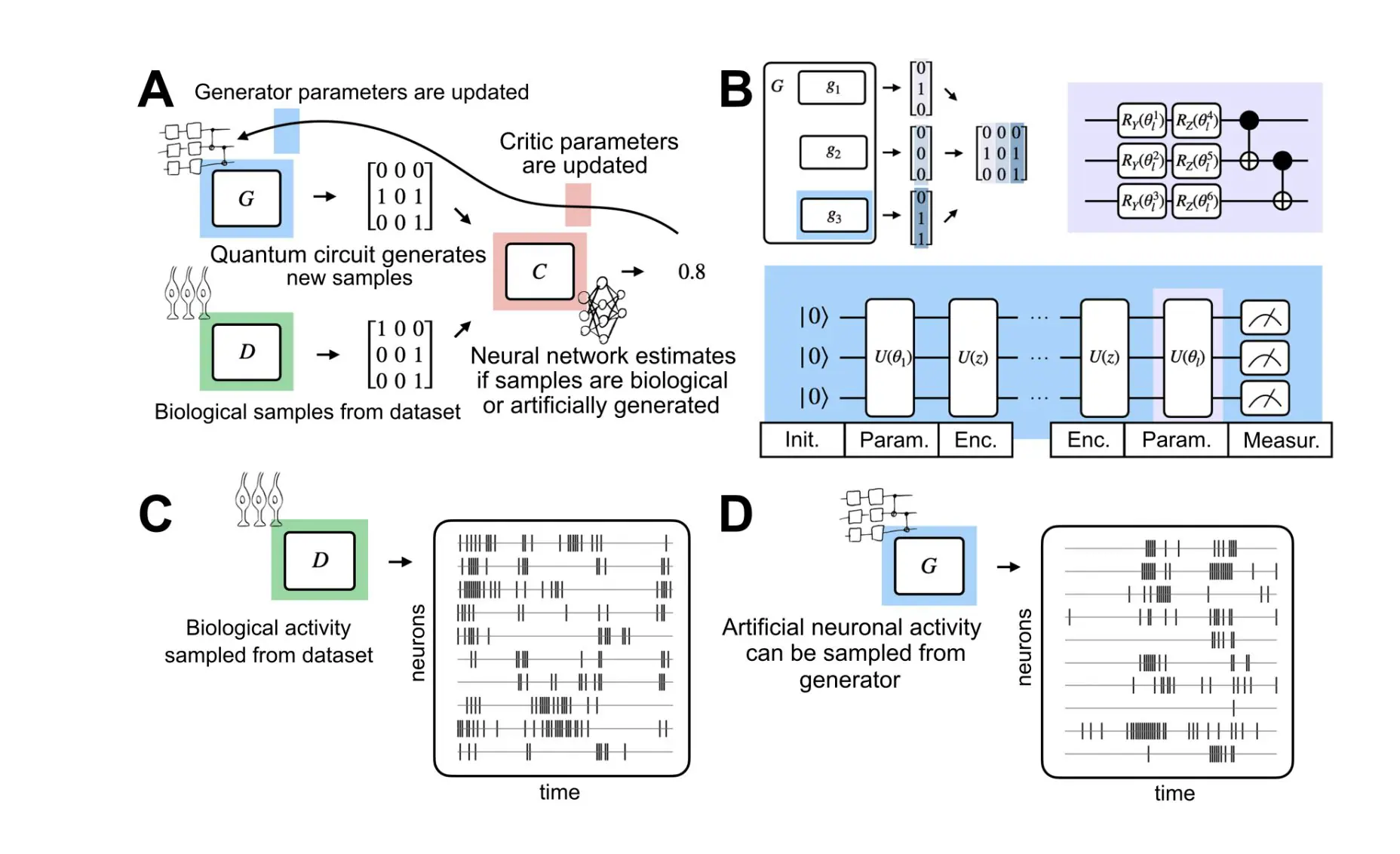 Quantum AI Model SpiQGAN Simulates Neuronal Activity with High Accuracy