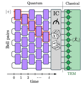 Many-body Quantum Chaos studied on a quantum computer