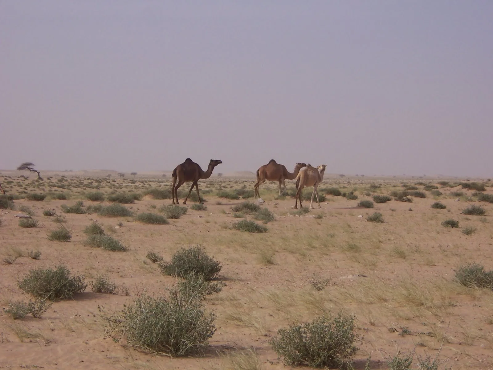 The Middle East’s first quantum supercomputer arrives in Abu Dhabi for development