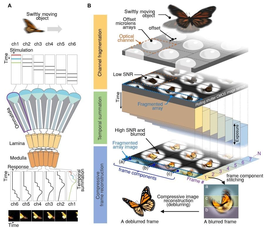 Insect Eye Camera Captures 9120 Frames Per Second