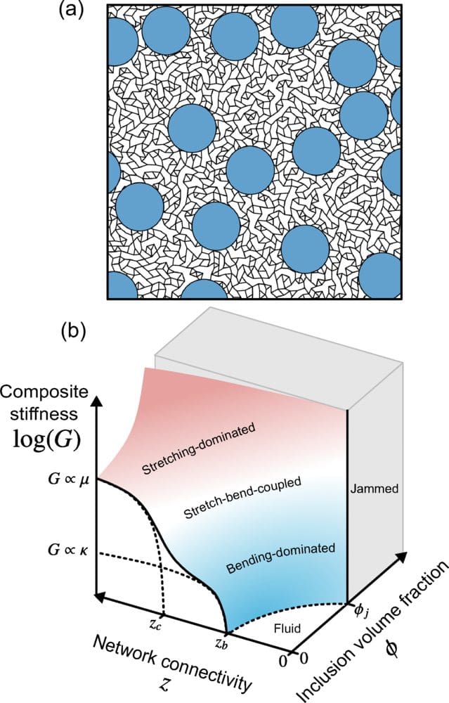 Researchers Unlock Stiffness Increases in Soft Fiber Networks Near a Mechanical Critical Point