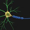 Avatar of The Neuron