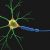 Avatar of The Neuron