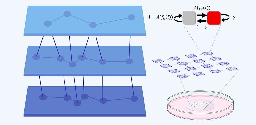 Tohoku University reveals directional connections shape brain dynamics
