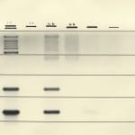 200-Billion-Parameter Models Could Cover 46 Square Miles, Reveals Study