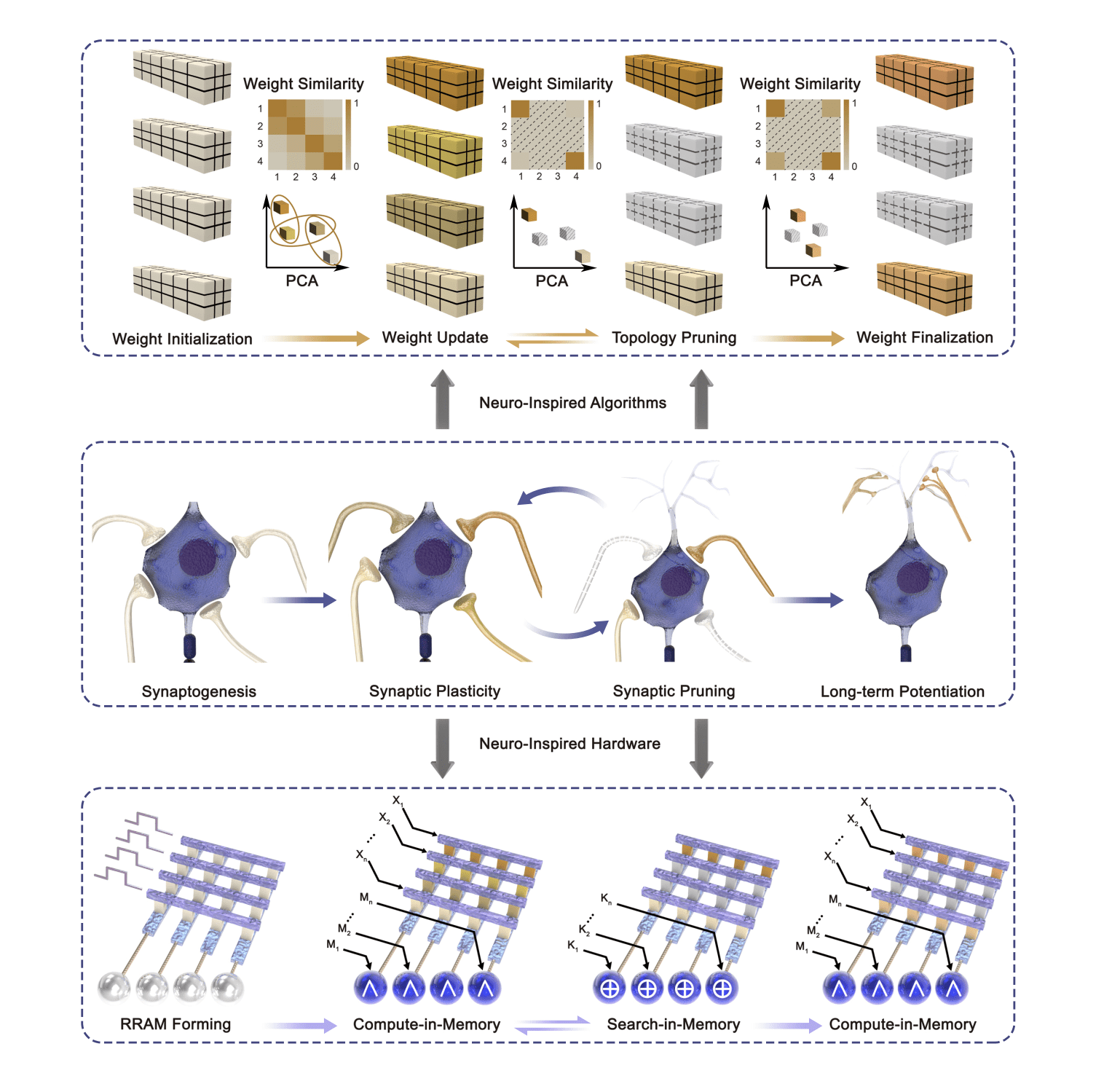 Brain-inspired Computing Achieves Energy Efficiency with Dynamic Weight Pruning.