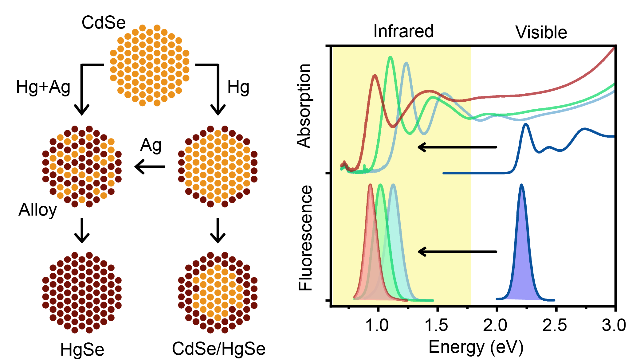 Scientists Develop High-Quality Infrared Quantum Dots for Bioimaging