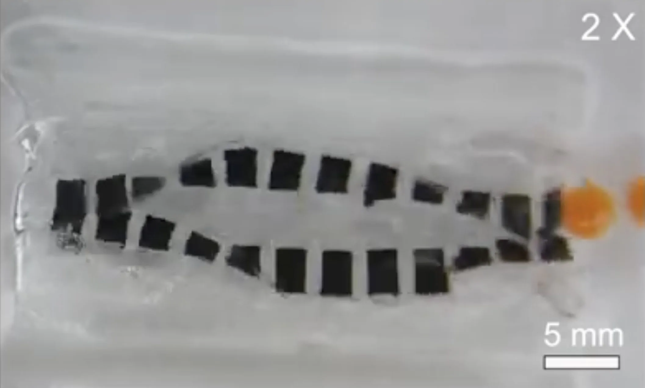 Vanderbilt Team Develops Robotic Device to Restore Digestive Function in Patients with Compromised Organs